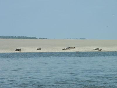 Phoques en Baie de Somme Phoques en Baie de Somme