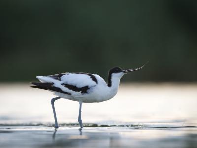 Avocette Avocette