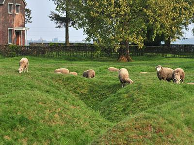 beaumont hamel tranchees moutons, Somme beaumont hamel tranchees moutons, Somme