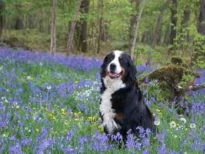 Bouvier dans les jacinthes des bois Bouvier dans les jacinthes des bois