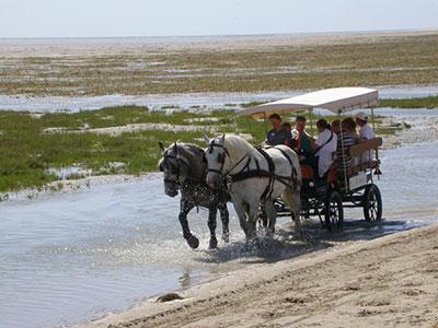 La visite en caleche parc du Marquenterre, Somme La visite en caleche parc du Marquenterre, Somme