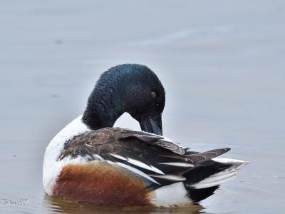 Canard Souchet Canard Souchet