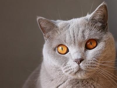 Chat Chat