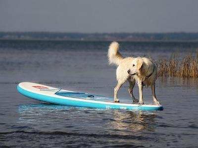 Chien sur un paddle Chien sur un paddle