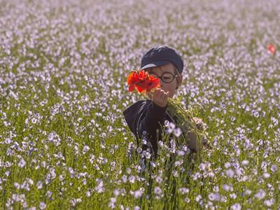 coquelicot et lin, Somme coquelicot et lin, Somme