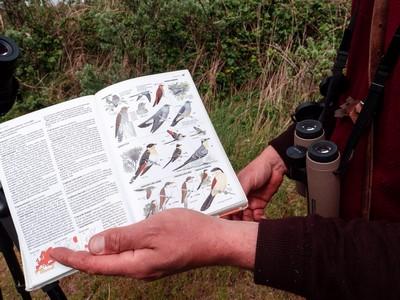 Guide ornithologie Guide ornithologie