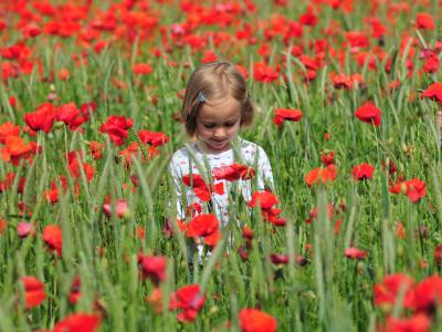 Coquelicot©Nicolas Bryant Coquelicot©Nicolas Bryant