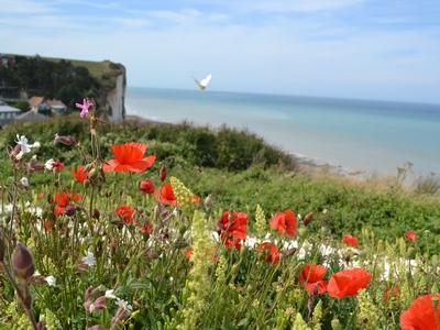 covid-fleurs-photos.jpg covid-fleurs-photos.jpg