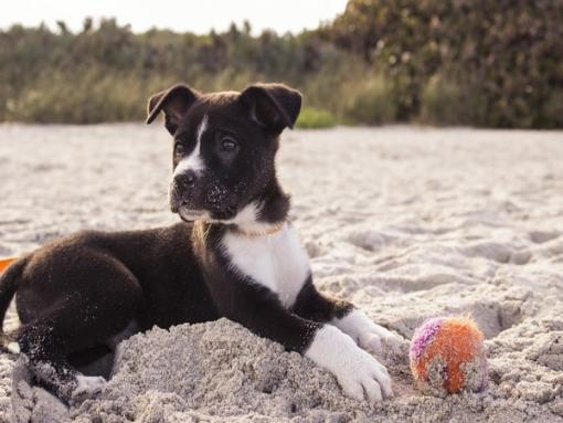 Jouer avec son chien sur la plage Jouer avec son chien sur la plage