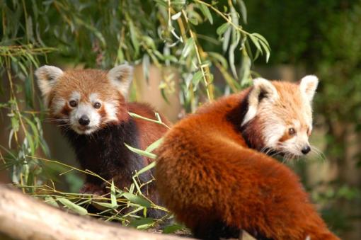 Zoo d'Amiens - pandas roux - Somme Tourisme Zoo d'Amiens - pandas roux - Somme Tourisme