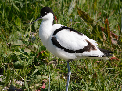 Avocette au Parc du Marquenterre, Baie de Somme Avocette au Parc du Marquenterre, Baie de Somme