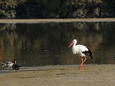 Cigogne Blanche, Parc du Marquenterre, Baie de Somme Cigogne Blanche, Parc du Marquenterre, Baie de Somme