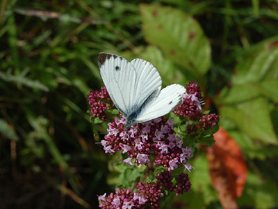 Papillon à Eclusier-Vaux, Vallée de Somme Papillon à Eclusier-Vaux, Vallée de Somme