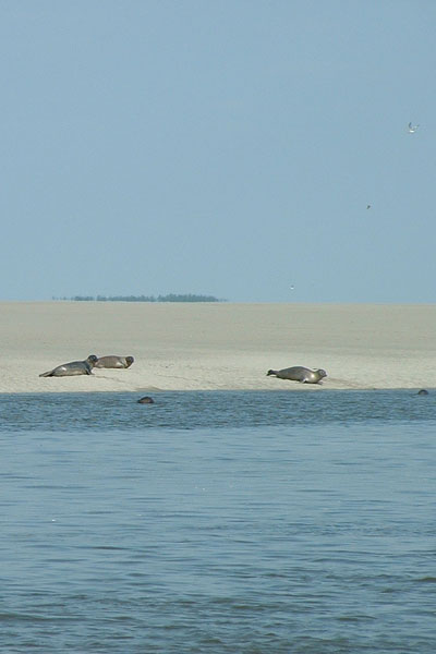 Phoques en Baie de Somme Phoques en Baie de Somme