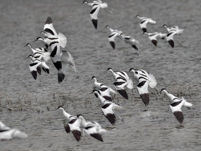 avocette_elegante avocette_elegante