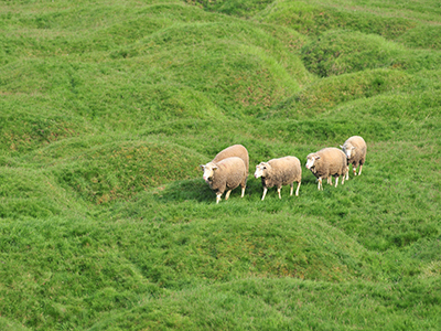 beaumonthamel_tranchees_moutons1_cnicolas_bryant.jpg beaumonthamel_tranchees_moutons1_cnicolas_bryant.jpg