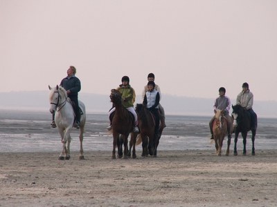 Chevaux sur la Baie Chevaux sur la Baie