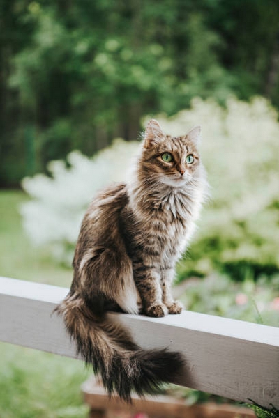 Chat Chat