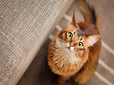 Chat Chat
