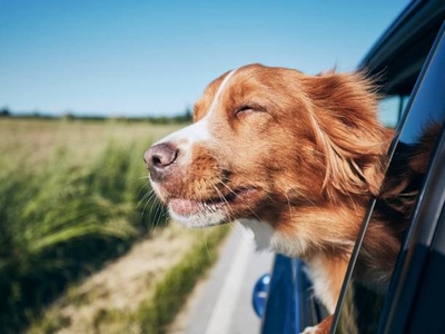 Chien en voiture Chien en voiture