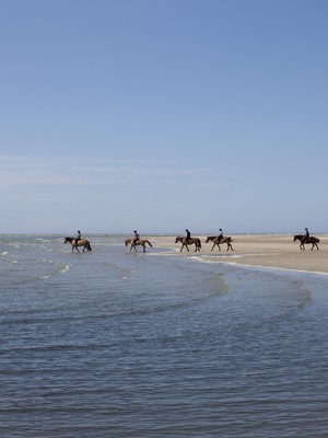Cheval en baie Cheval en baie