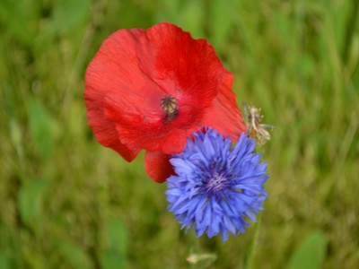 Coquelicot et bleuet, Somme Coquelicot et bleuet, Somme
