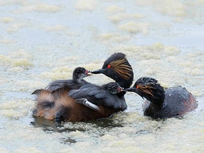 grebe_a_cou_noir grebe_a_cou_noir