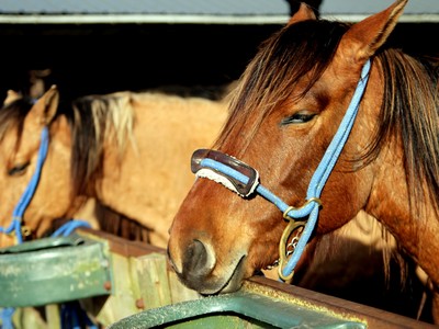 Chevaux henson, Somme Chevaux henson, Somme