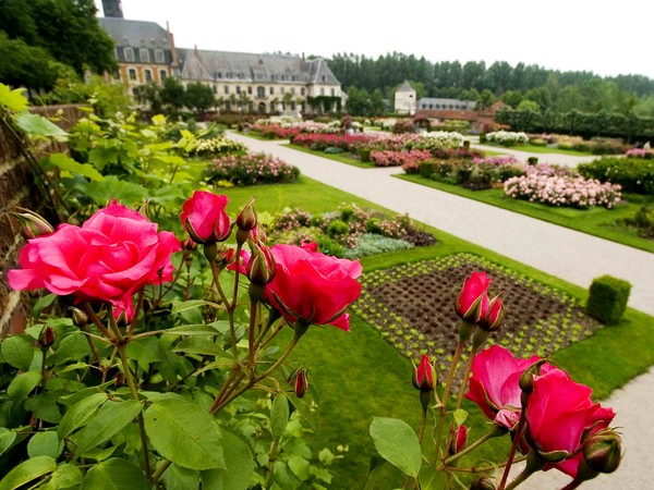 Jardins de Valloires_roses en fleurs ©Destination Baie de Somme Jardins de Valloires_roses en fleurs ©Destination Baie de Somme