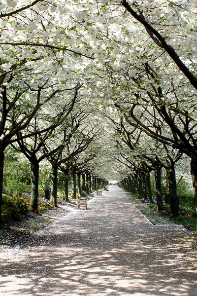 Jardins de Valloires ©Sommetourisme-JL Jardins de Valloires ©Sommetourisme-JL