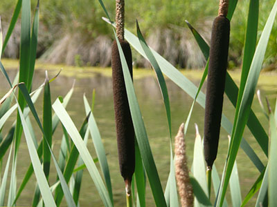 Parc du Marquenterre, Baie de Somme Parc du Marquenterre, Baie de Somme