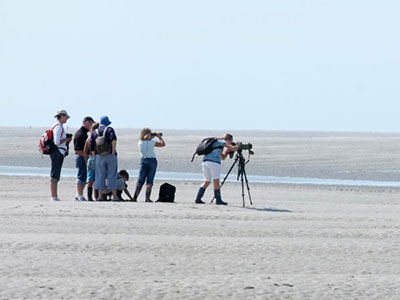 Sortie nature en Baie de Somme Sortie nature en Baie de Somme
