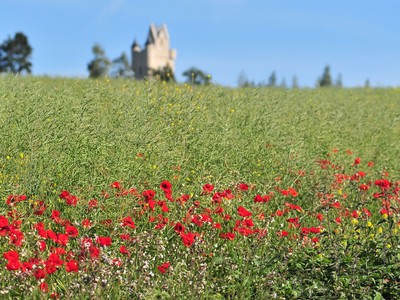 Thiepval Tour d'Ulster, Somme Thiepval Tour d'Ulster, Somme