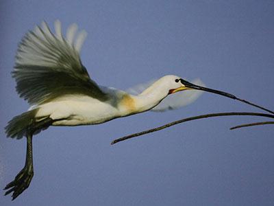 Spatule au Parc du Marquenterre, Somme