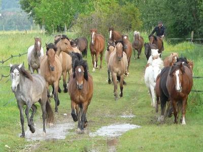 Lâcher de chevaux