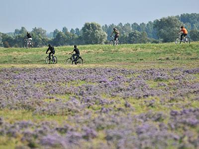 Vélos, lilas de mer, caphornu, Somme Vélos, lilas de mer, caphornu, Somme