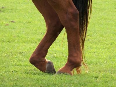 Cheval au repos