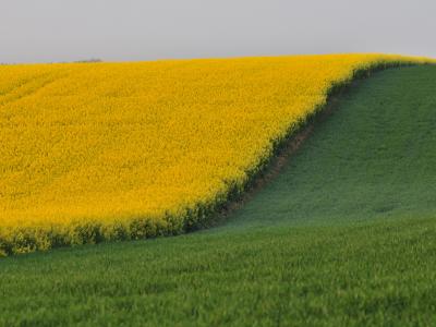 Colza©NicolasBryant