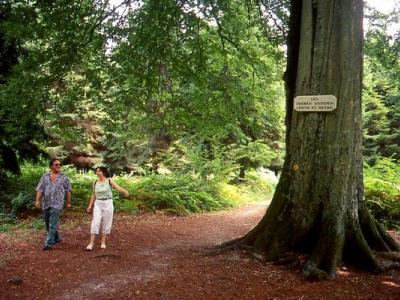 Forêt de Crécy 