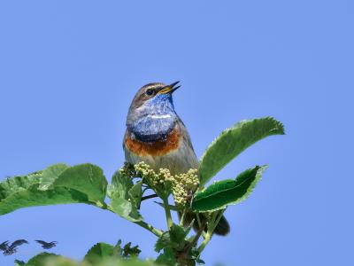 Gorgebleue à miroir