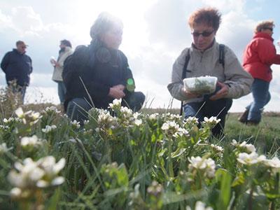 Cueillette en Baie de Somme