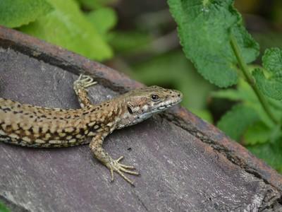 Lézard 