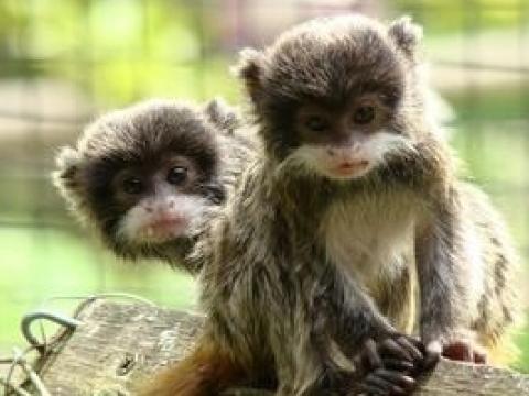Zoo d'Amiens - bébé empereur - Somme Tourisme