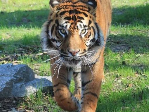 Tigre du zoo d'Amiens 
