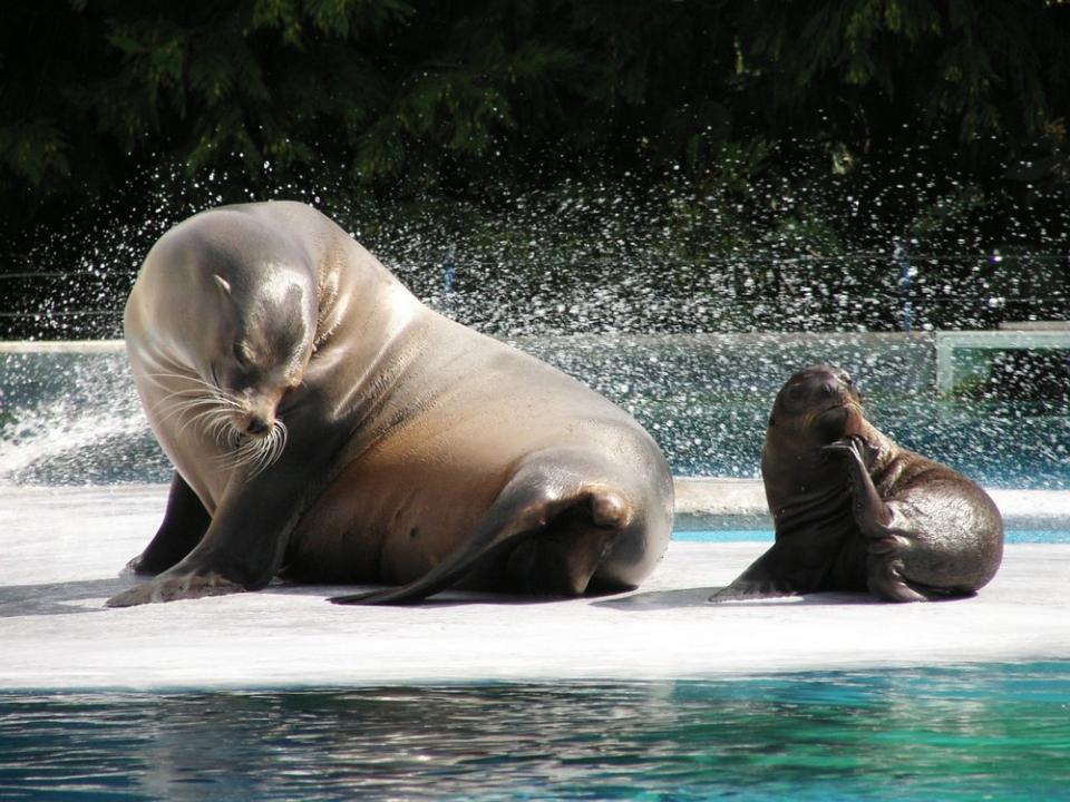 Zoo d'Amiens - otaries - Amiens Metropole