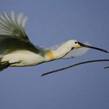 Spatule au Parc du Marquenterre, Somme