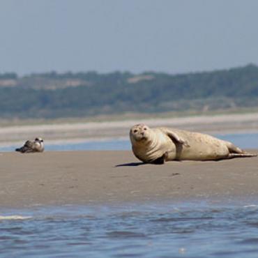 Phoque en Baie de Somme