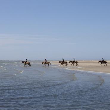 Cheval en baie 