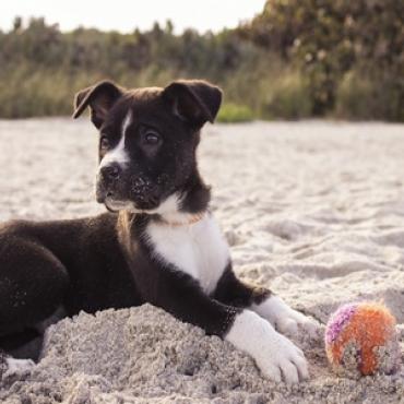 Jouer avec son chien sur la plage 