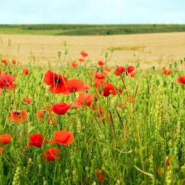 Coquelicot©SommeTourisme-AB